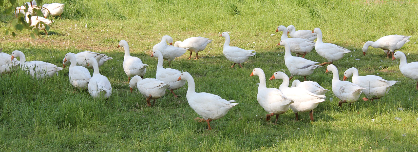 Unsere Gänse haben genügend Auslauf und schmecken dementsprechnd gut